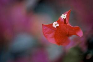 Foto 6 Rød blomst 30x20cm 8bit200dpi AdobeRGB